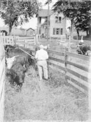 Billy Wertheim Sorting Cattle  